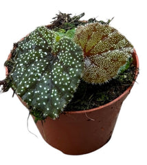 Begonia Curtisii Galaxy House Plant 8cm Pot