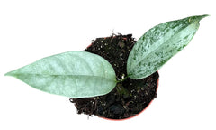 Hoya Coriacea Silver 10.5cm Pot House Plant