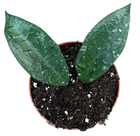 Hoya aff Vitellina 10.5cm Pot 15cm Height House Plant