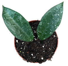 Hoya aff Vitellina 10.5cm Pot 15cm Height House Plant
