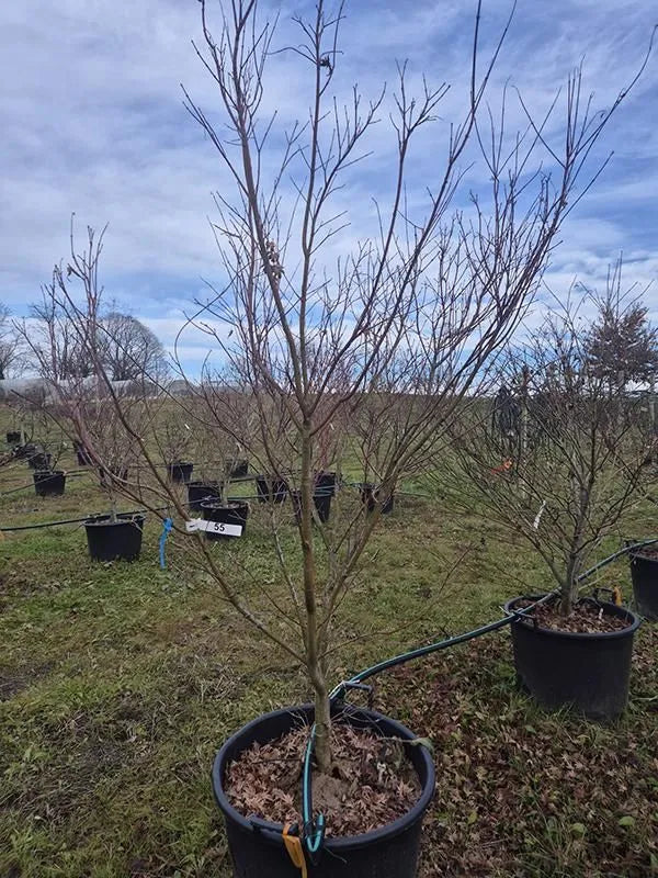 Acer Palmatum 'Asahi Zuru' 64cm Pot 270cm Height Outdoor Tree