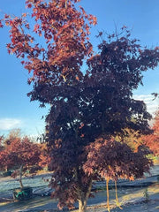 Acer Palmatum 'Bloodgood' 120cm Pot 450cm Height Outdoor Tree