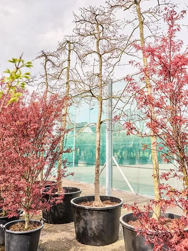 Acer Palmatum 'Viridis' 85cm Pot 400cm Height Outdoor Tree