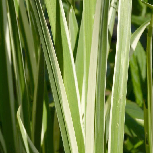 Acorus Calamus Variegatus Aquatic Pond Plant - Sweet Flag