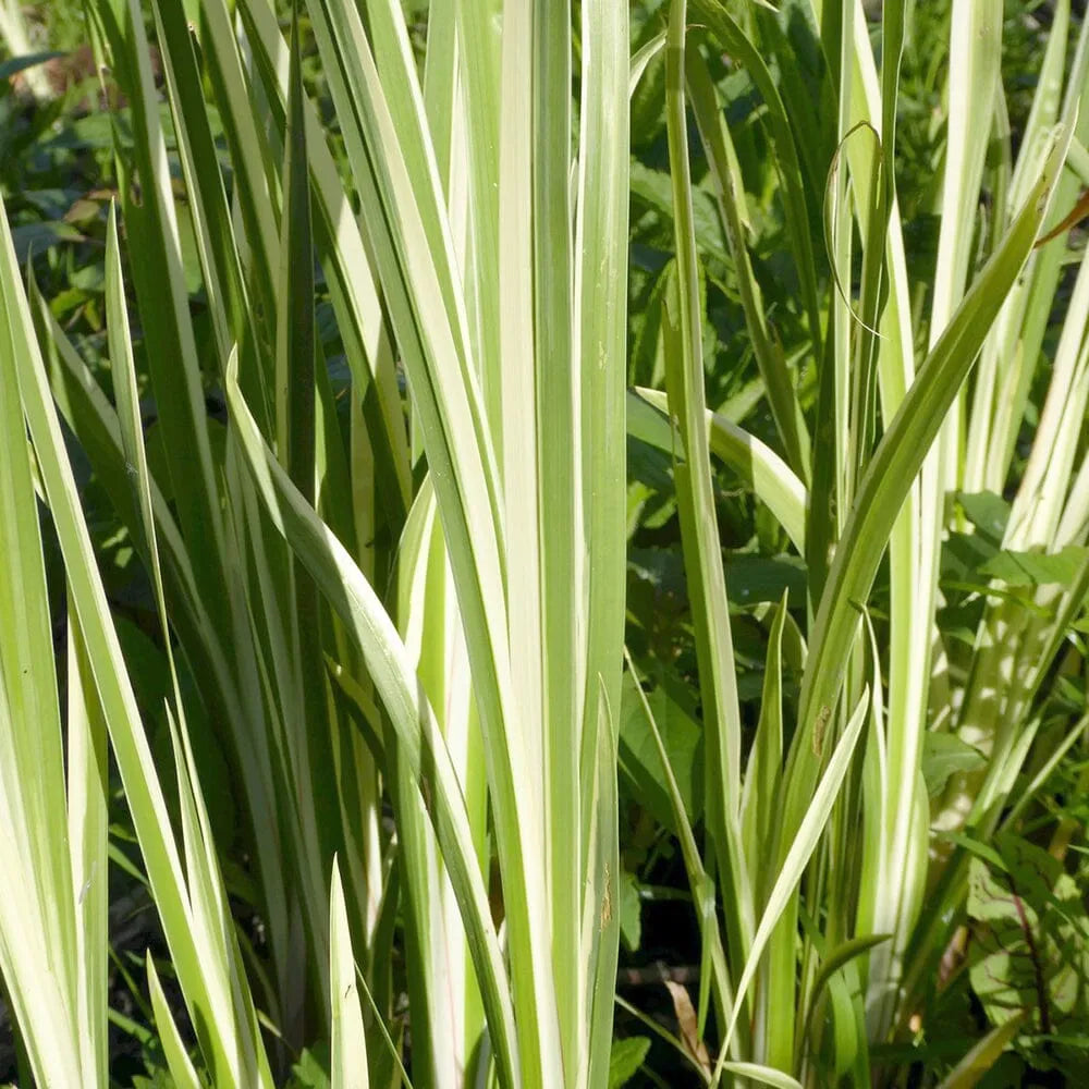 Acorus Calamus Variegatus Aquatic Pond Plant - Sweet Flag