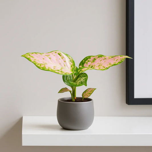 Aglaonema Red Valentine Chinese Evergreen House Plant 6cm Pot