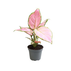 Aglaonema Red Zirkon Chinese Evergreen House Plant 6cm Pot