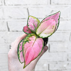 Aglaonema Red Zirkon Chinese Evergreen House Plant 6cm Pot