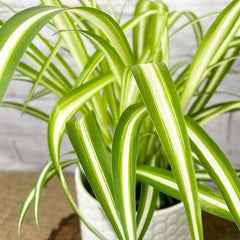Air Purifying - Houseplant Bundle