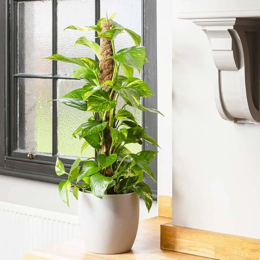 Air Purifying - Houseplant Bundle