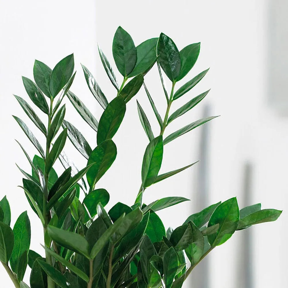 Air Purifying - Houseplant Bundle