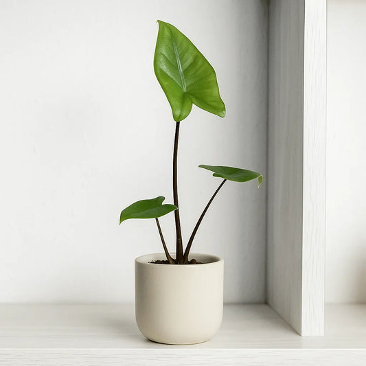 Alocasia Black Stem Zebrina Baby House Plant in 6cm Net
