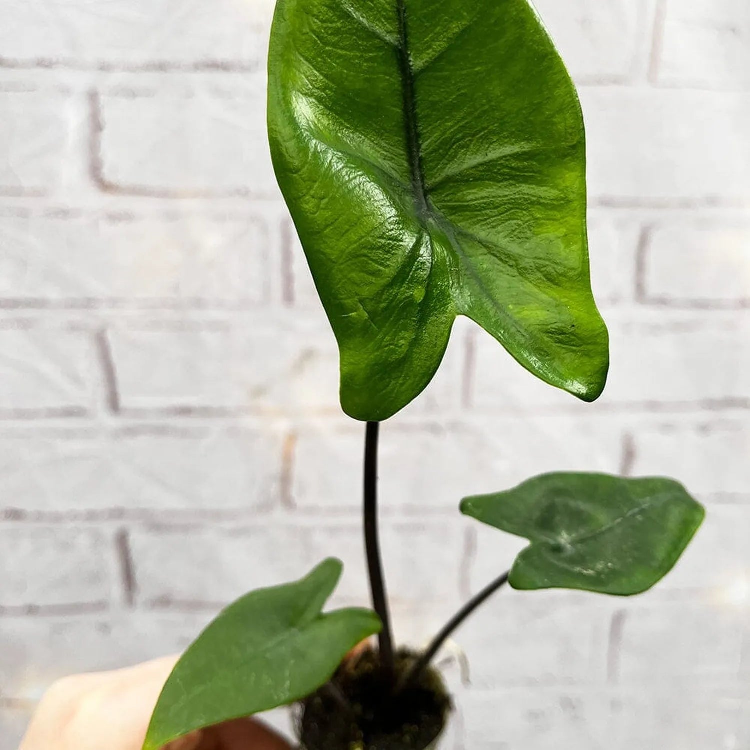 Alocasia Black Stem Zebrina Baby House Plant in 6cm Net