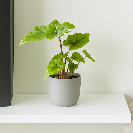 Alocasia Jacklyn Elephant Ear House Plant 6cm Pot