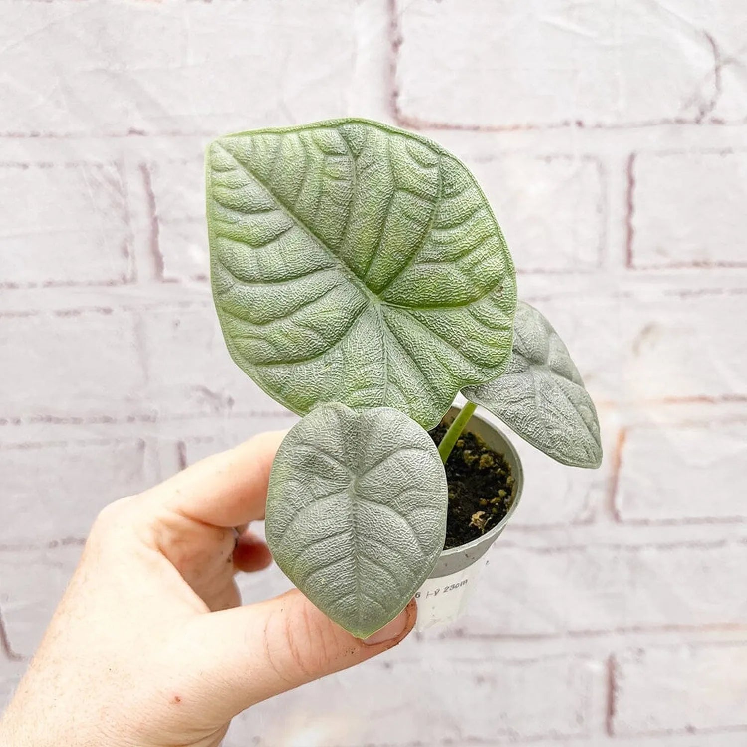 Alocasia Melo Elephant Ear House Plant 6cm Pot