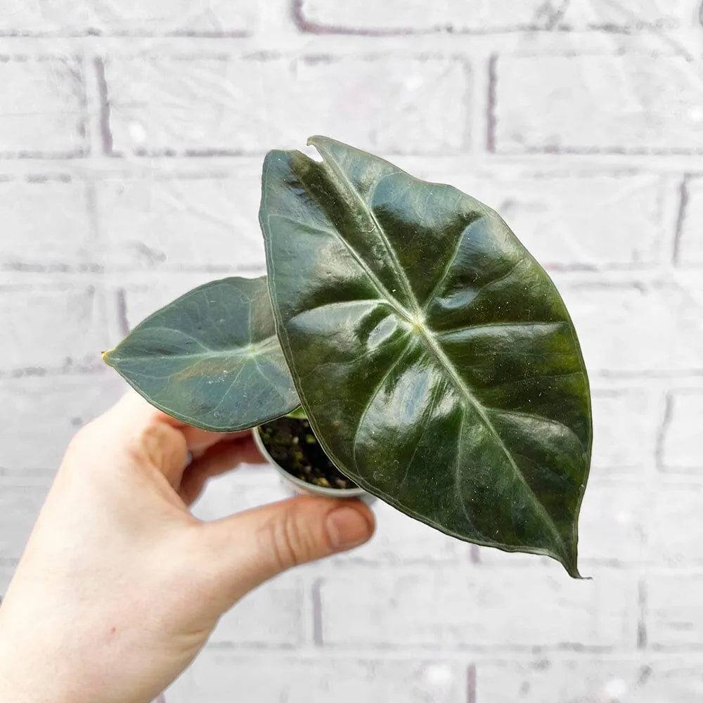 Alocasia Pink Dragon Elephant Ear House Plant 6cm Pot