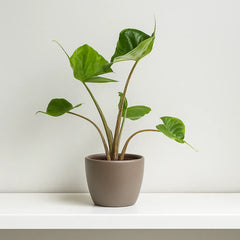 Alocasia Stingray Baby House Plant in 6cm Net