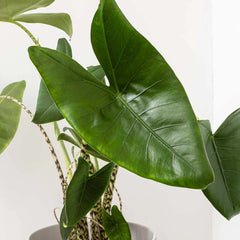 Alocasia Zebrina Elephant Ear House Plant