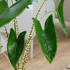 Alocasia Zebrina Elephant Ear House Plant