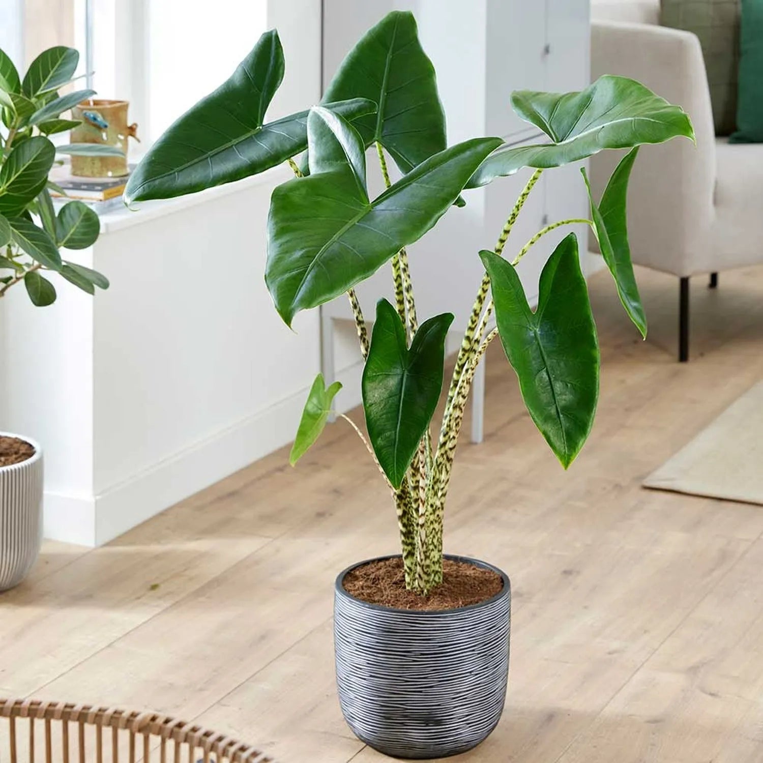 Alocasia Zebrina Elephant Ear House Plant