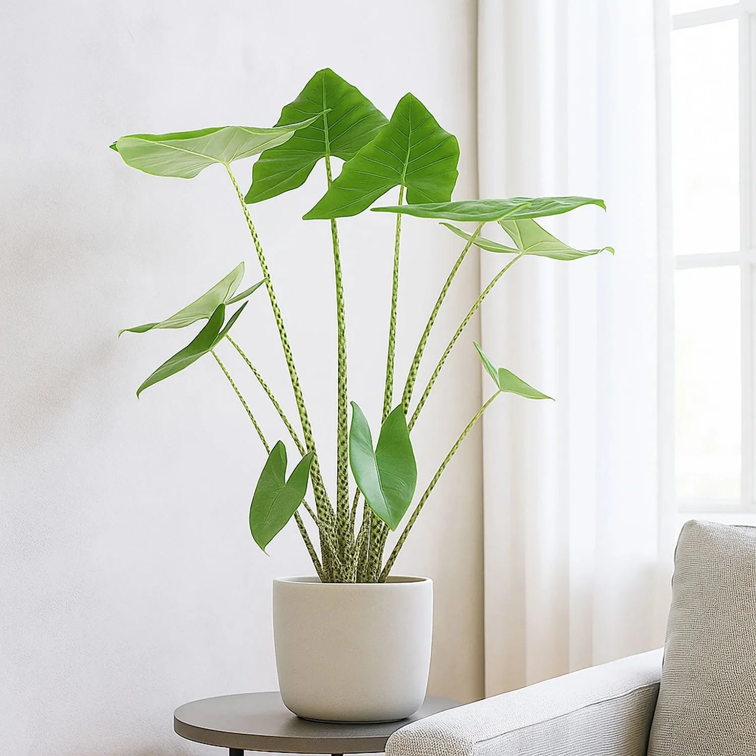 Alocasia Zebrina Elephant Ear House Plant