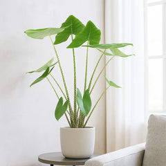 Alocasia Zebrina Elephant Ear House Plant