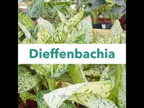 Alocasia & Dieffenbachia Potting Mix 2.5ltr