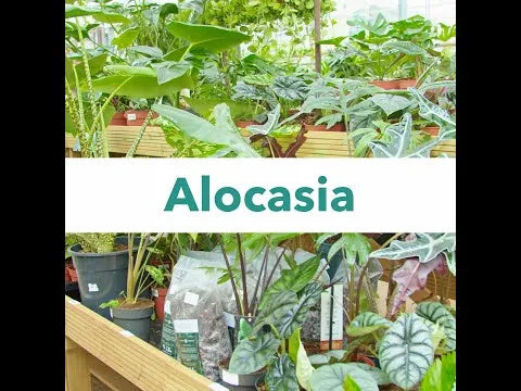 Alocasia & Dieffenbachia Potting Mix 2.5ltr