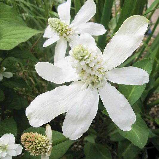 Anemopsis Californicum Aquatic Pond Plant - Yerba Mansa