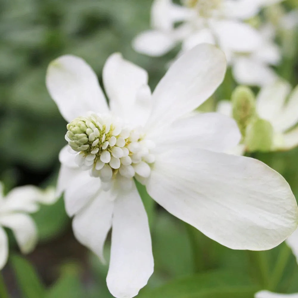 Anemopsis Californicum Aquatic Pond Plant - Yerba Mansa