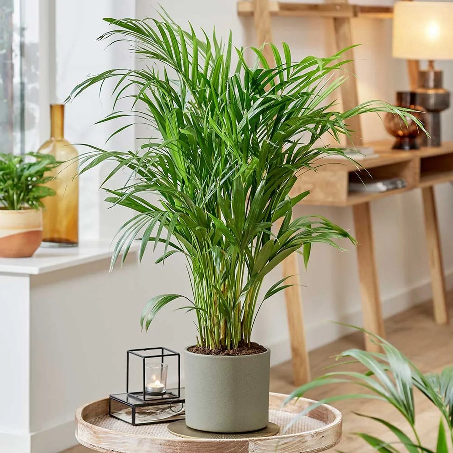 Areca Palm Dypsis Lutescens House Plant