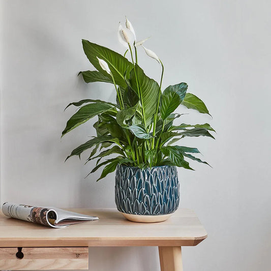 Arles Leaf Embossed Teal Planter 20cm Height 22cm Width