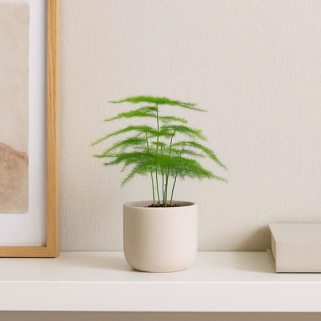 Asparagus Plumosus Fern House Plant 6cm Pot