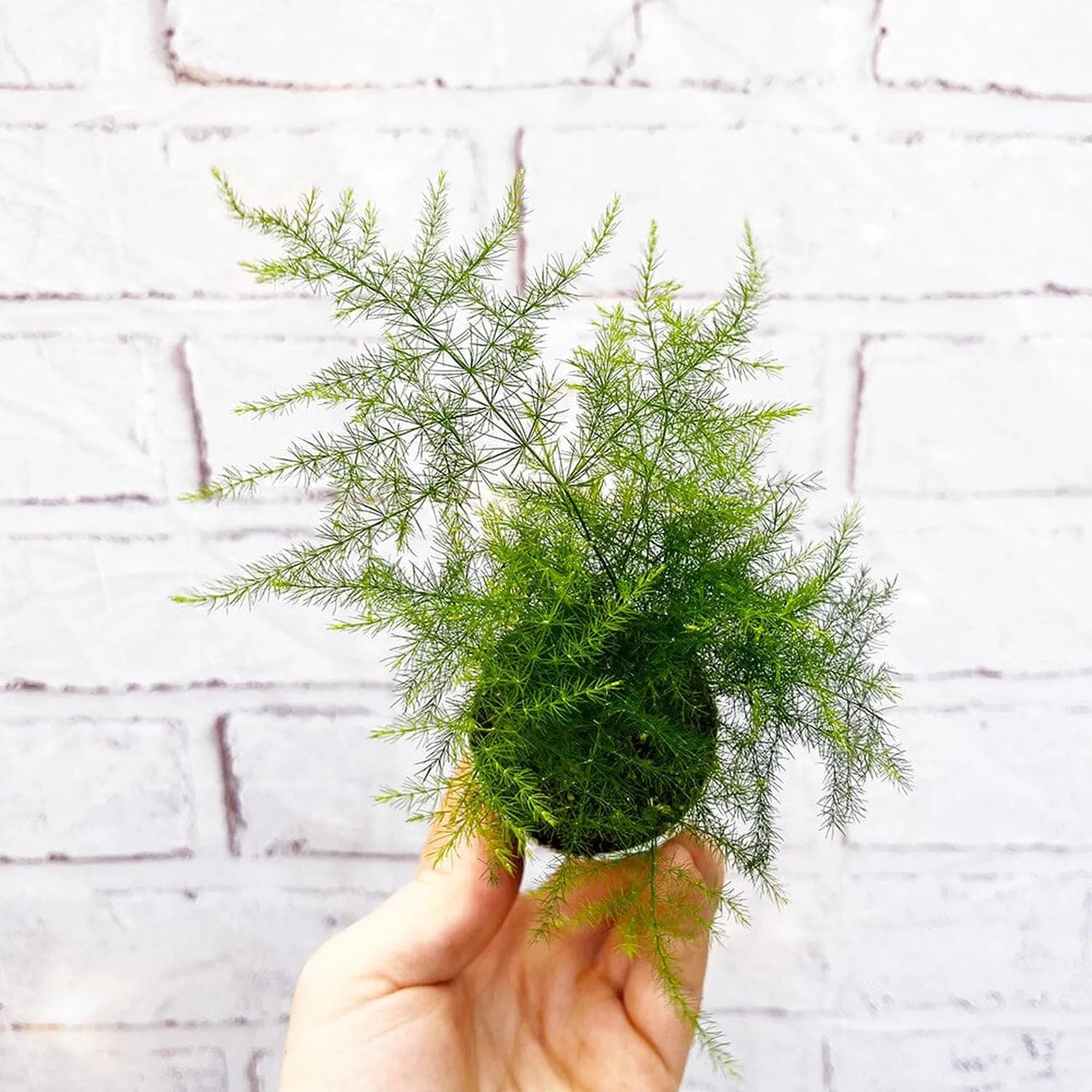 Asparagus Plumosus Fern House Plant 6cm Pot