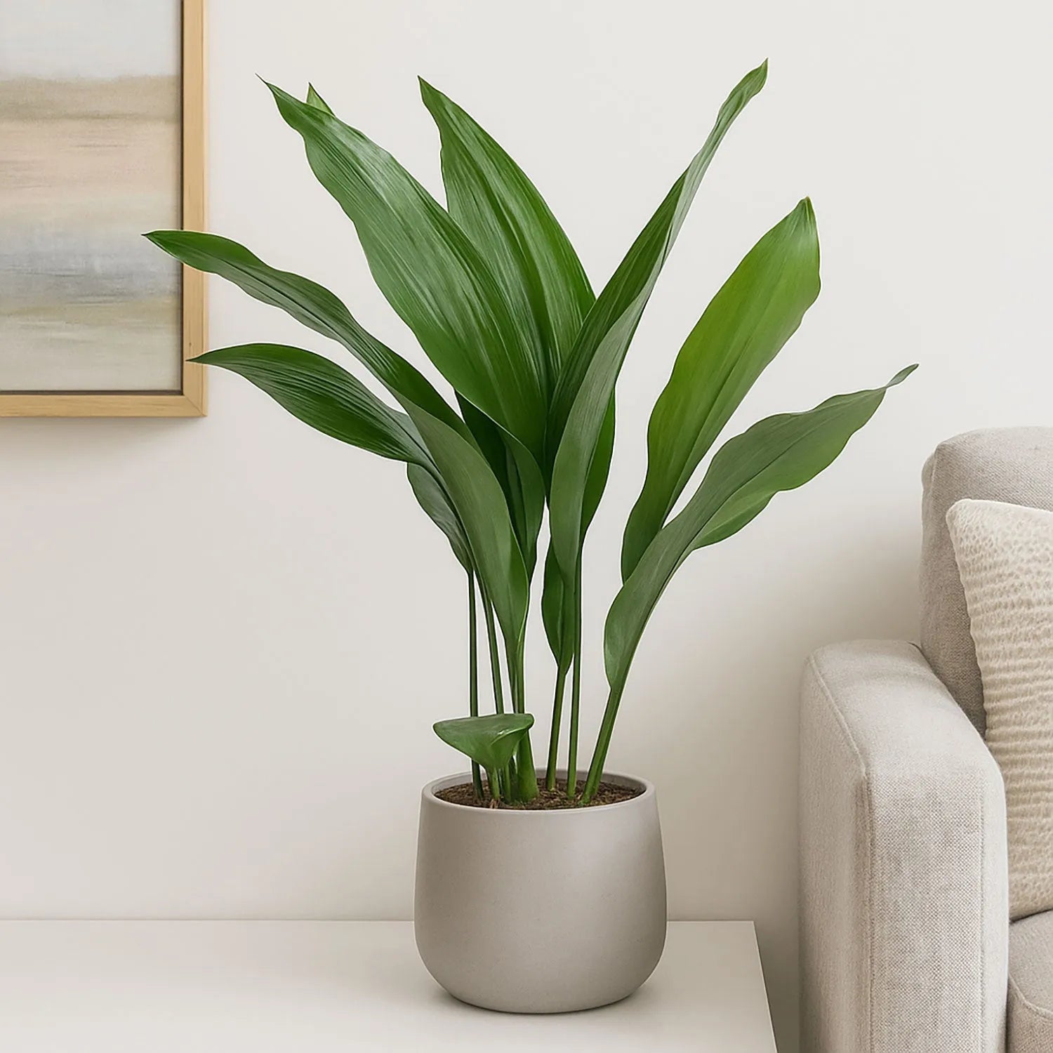 Aspidistra Elatior Cast Iron Plant