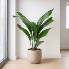 Aspidistra Elatior Cast Iron Plant