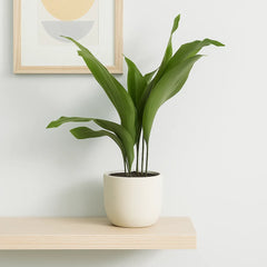 Aspidistra Elatior Cast Iron Plant