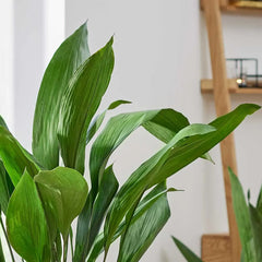 Aspidistra Elatior Cast Iron Plant