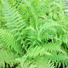 Athyrium Filix Femina Aquatic Pond Plant - Lady Fern