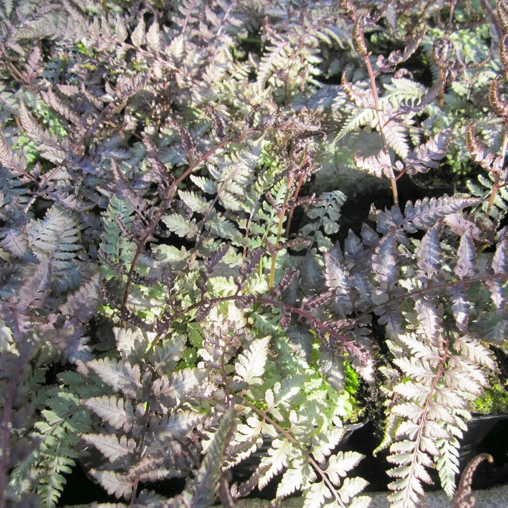 Athyrium Niponicum Metallicum Aquatic Pond Plant - Japanese Painted Fern