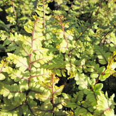 Athyrium Otophorum Var Okanum Aquatic Pond Plant - Eared Lady Fern