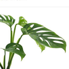 25 - 45cm Monstera Aussie Dream 12cm Pot House Plant