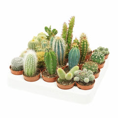 Baby Cactus Mix (20 Plants) 5.5cm Pot House Plants