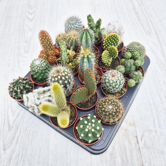 Baby Cactus Mix (20 Plants) 5.5cm Pot House Plants
