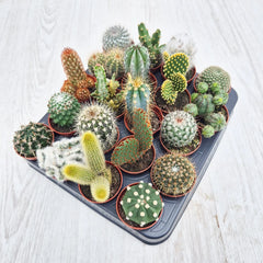 Baby Cactus Mix (20 Plants) 5.5cm Pot House Plants