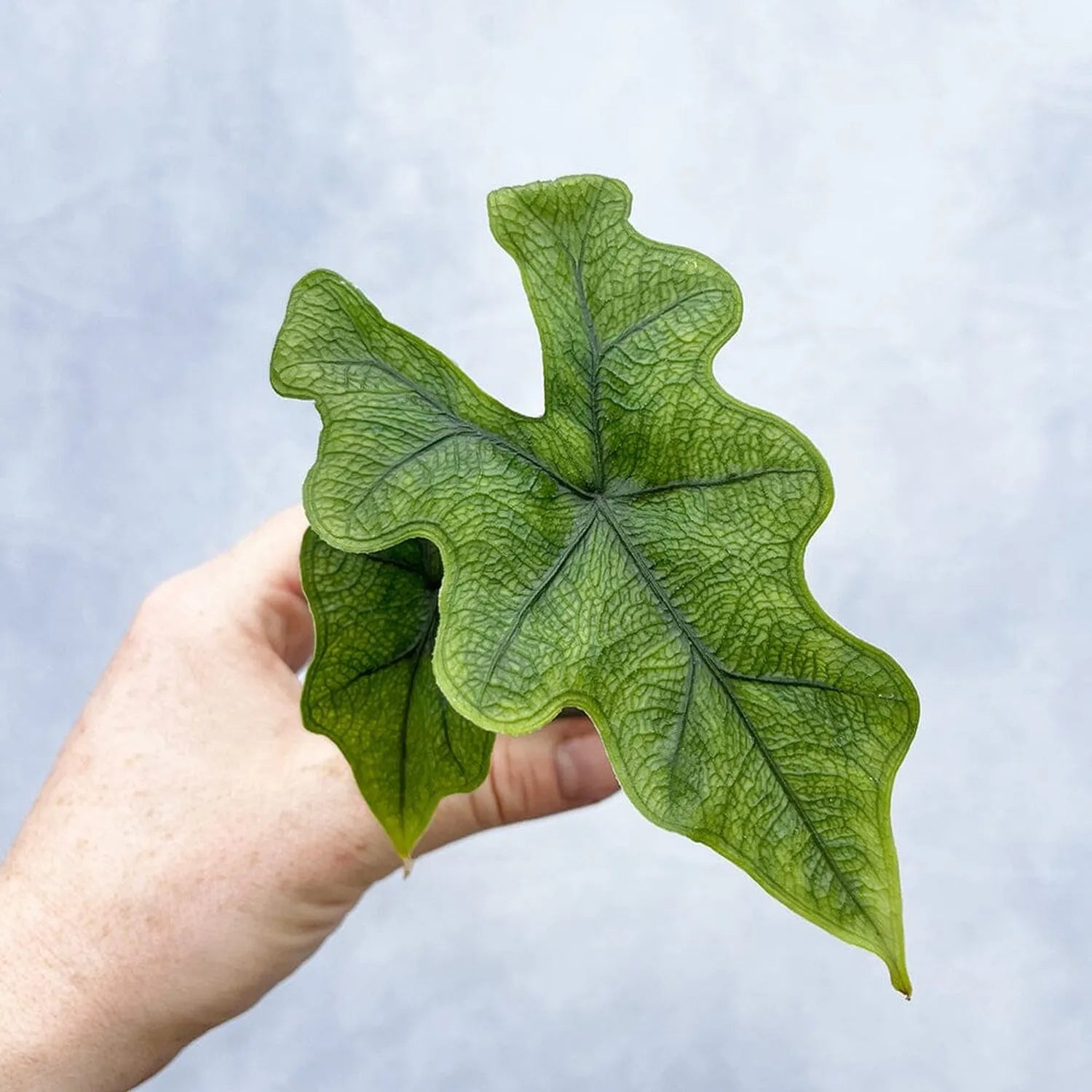 Baby Houseplant Subscription