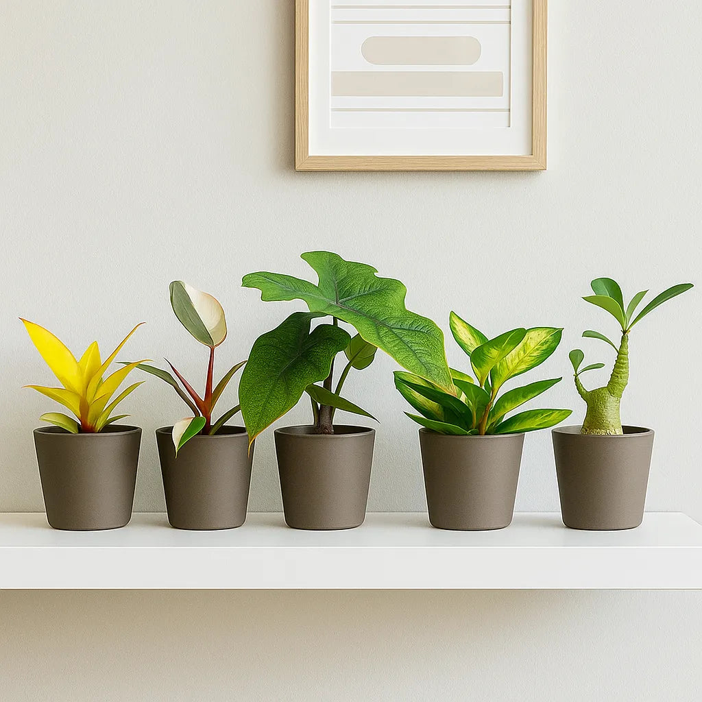 Baby Houseplant Subscription