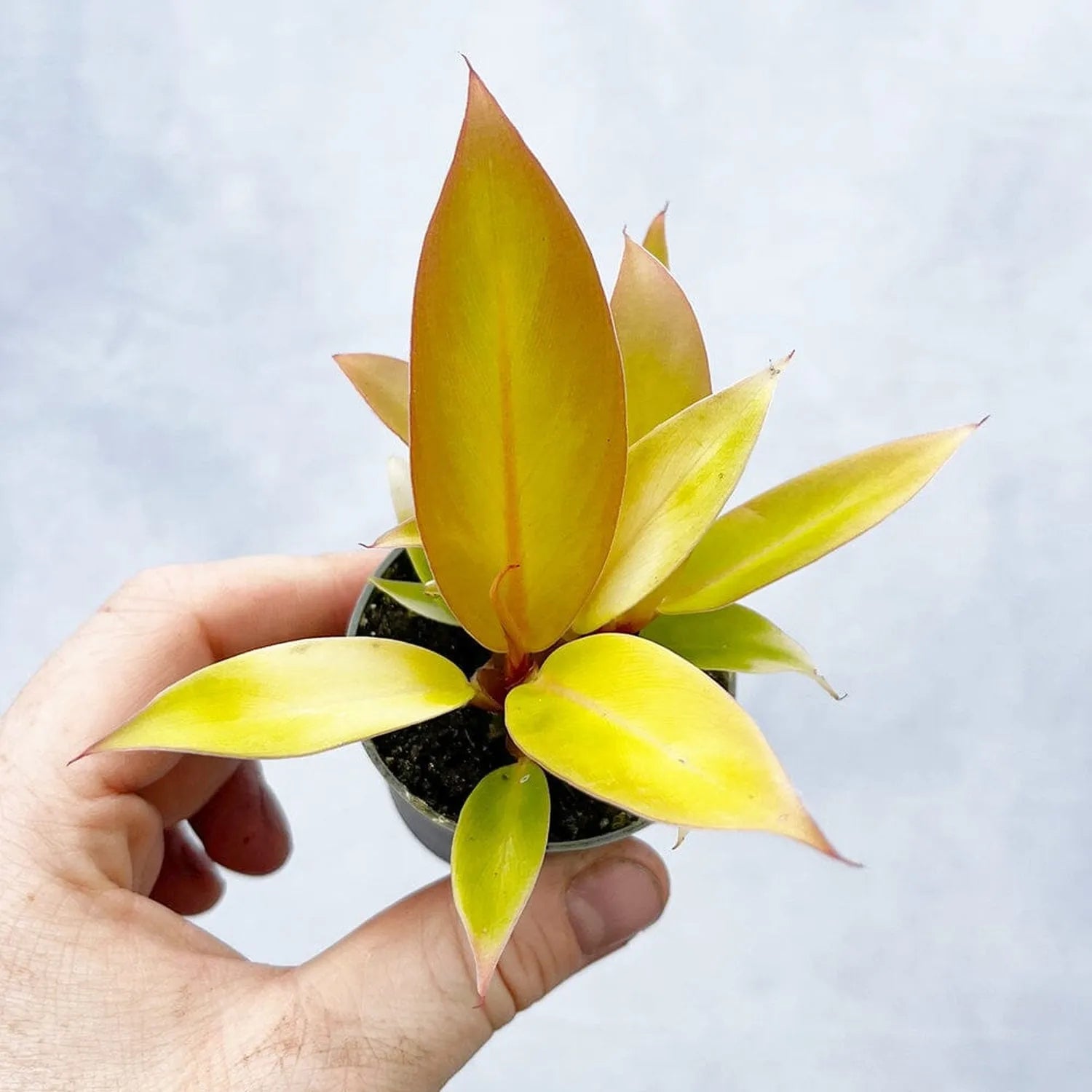 Baby Houseplant Subscription