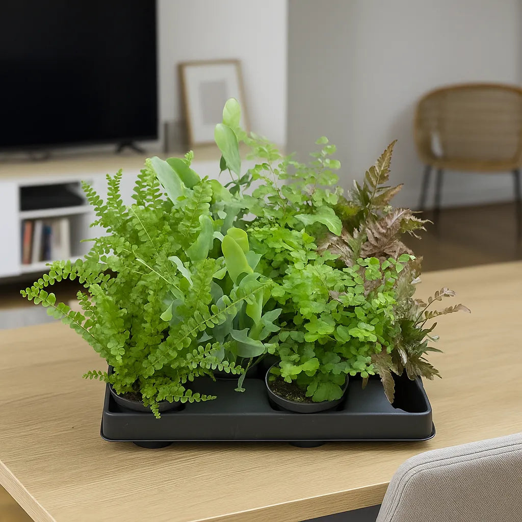 fern house plants Baby Pteris Fern Mix (12 Plants/ 4 Varieties) 6cm Pot House Plants – Plants For All Seasons