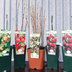 Blackberry Bedford Giant (Rubus fruticosus) Fruit Bush 3ltr Pot